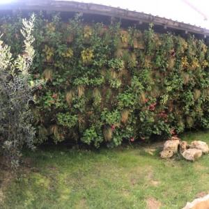 Création de mur végétal naturel sur différents supports