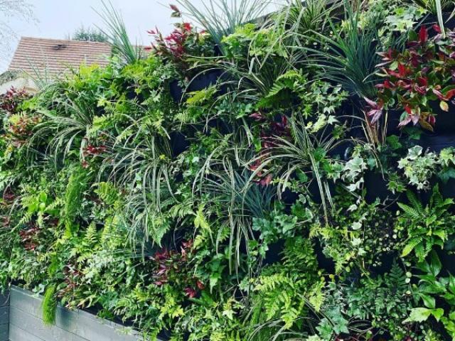 Création de mur végétal naturel sur différents supports
